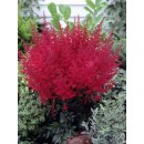 Астильба Astilbe